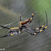Natural Spider Repellents - 8 Ways to Get Rid of Spiders