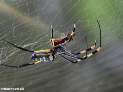 Natural Spider Repellents - 8 Ways to Get Rid of Spiders