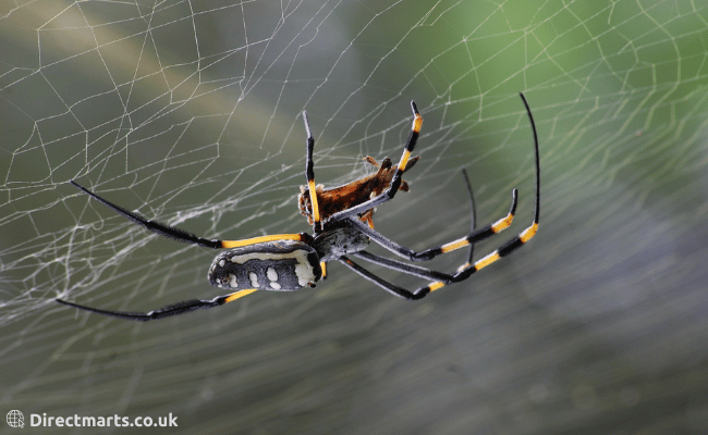 Natural Spider Repellents - 8 Ways to Get Rid of Spiders